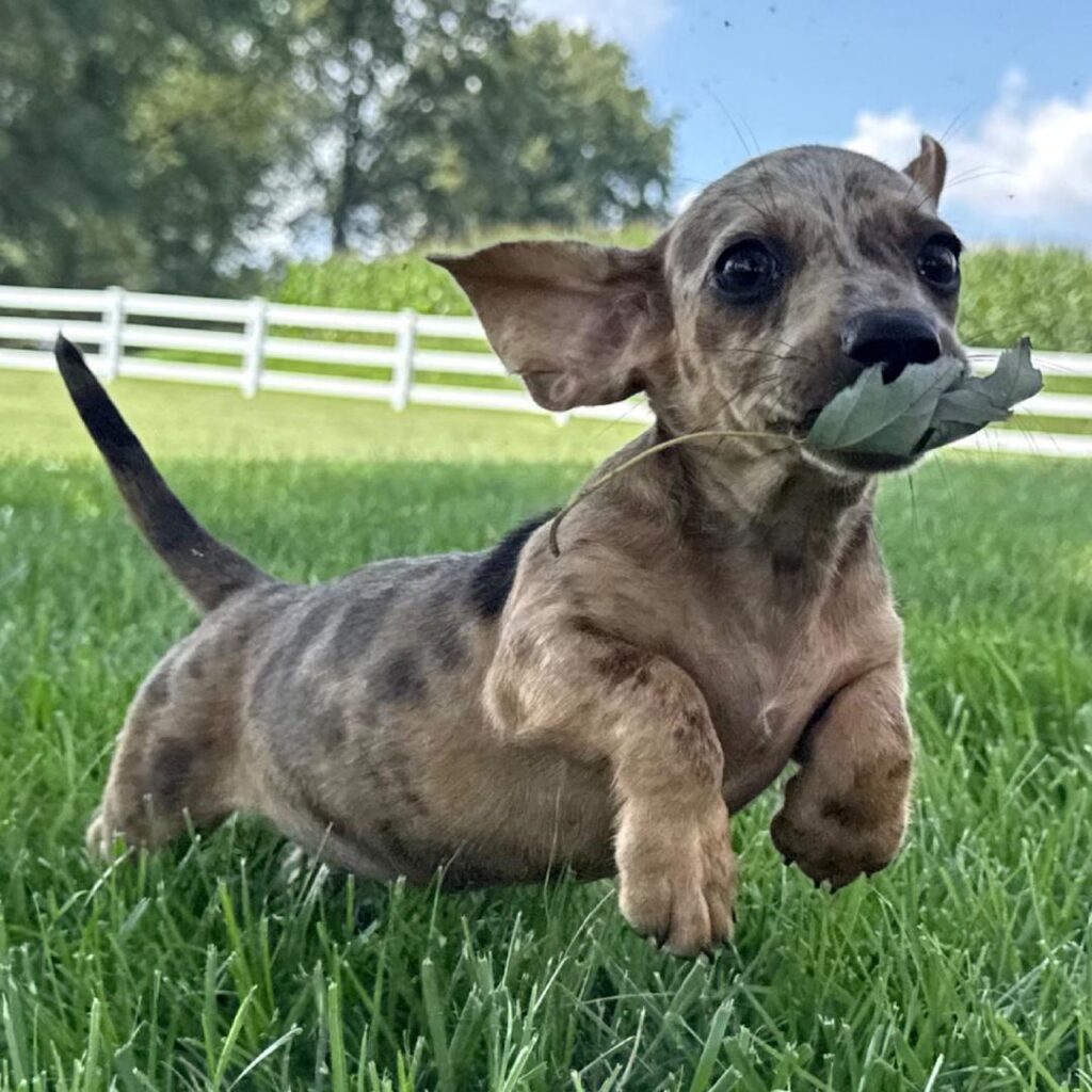 Milo