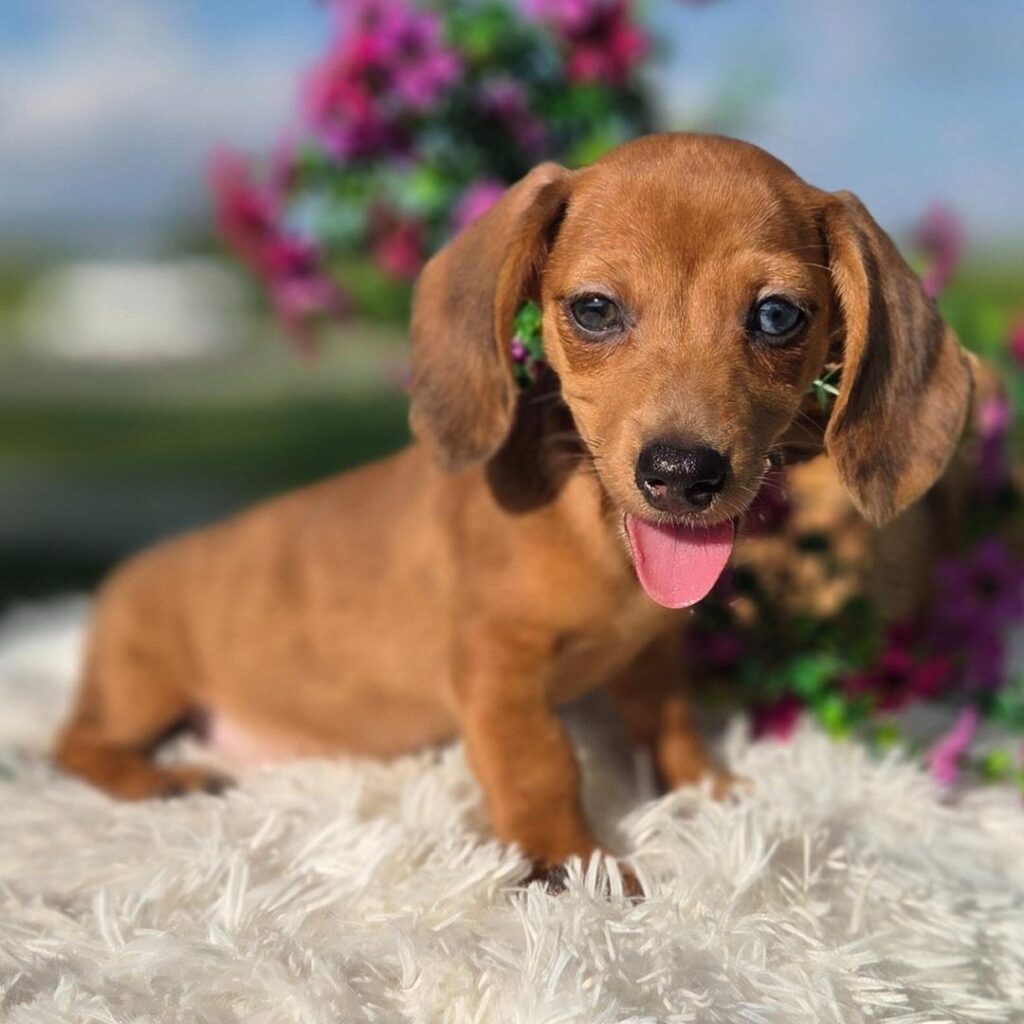Ruben